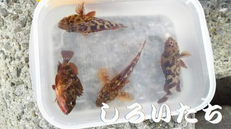 なれない、フカセ釣り。