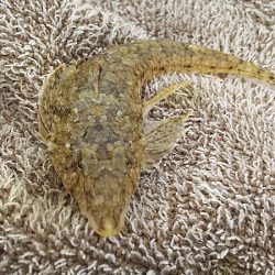 淡路島、新規開拓。