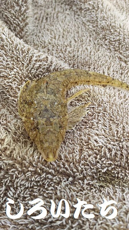 淡路島、新規開拓。