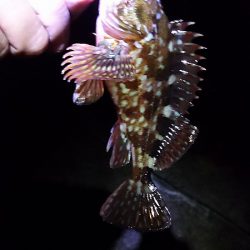 2日目もキスを狙うが・・・。