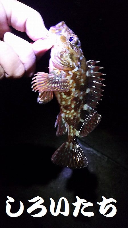 2日目もキスを狙うが・・・。