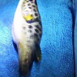 今日は、アジ狙い。