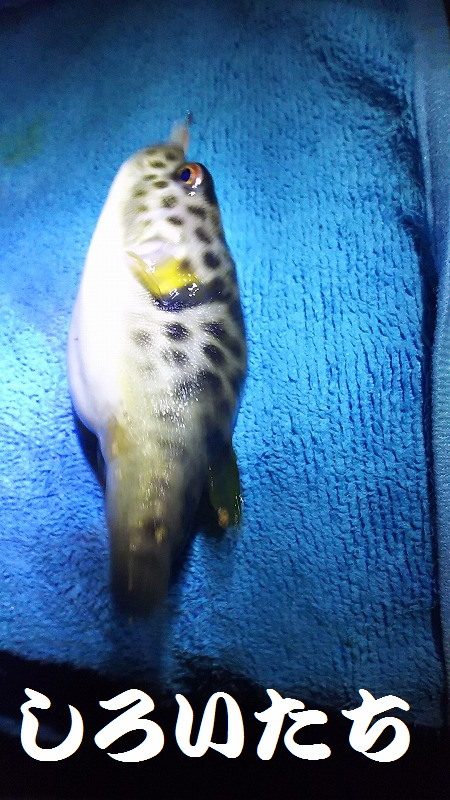 今日は、アジ狙い。