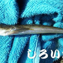 夜にはキスを狙いました。