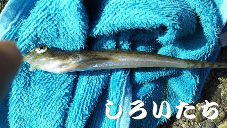 夜にはキスを狙いました。