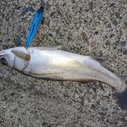 晴天のトップシーバスコラボで4匹ゲットw