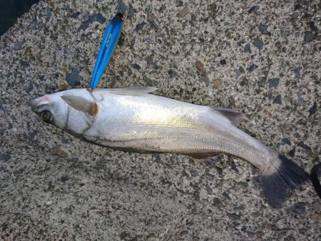 晴天のトップシーバスコラボで4匹ゲットw