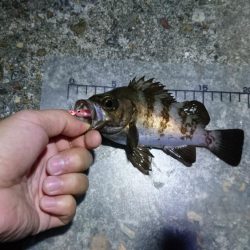 夜中メバリング