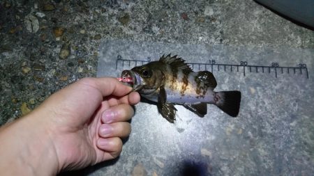 夜中メバリング