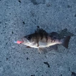 早朝メバリング