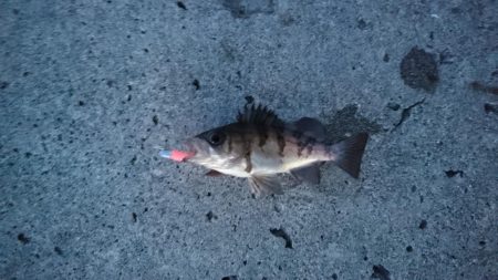 早朝メバリング