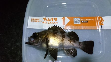 まだまだメバリング