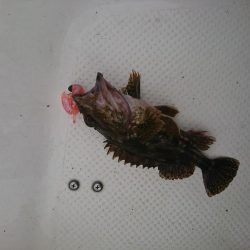 春アオリを求めて