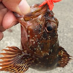 豪雨直後のベタ凪