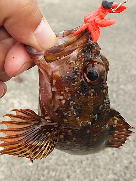 豪雨直後のベタ凪