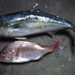 久しぶりの真鯛だ~