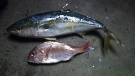 久しぶりの真鯛だ～