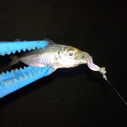 泉南ライトゲーム