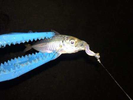 泉南ライトゲーム