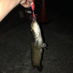 石川県 木場潟ナマズ釣行