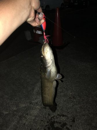 石川県 木場潟ナマズ釣行