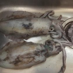 思ったより小さい