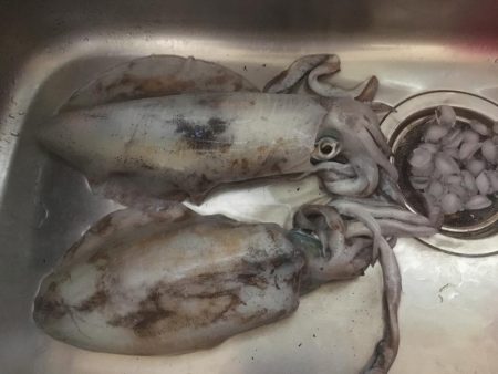 思ったより小さい