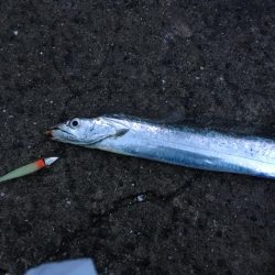 やっぱ師匠はすごいです