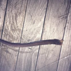 ガシラ釣りが！！