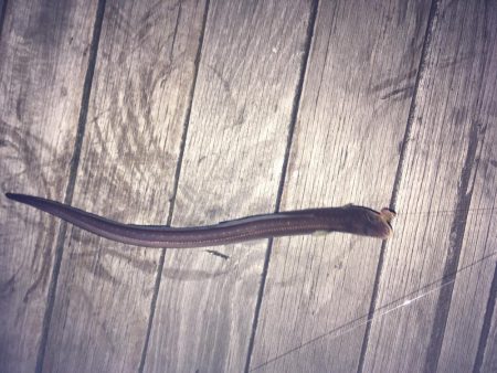 ガシラ釣りが！！