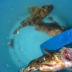 今日は良く当たりがあった