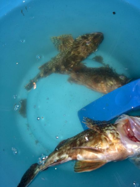 今日は良く当たりがあった