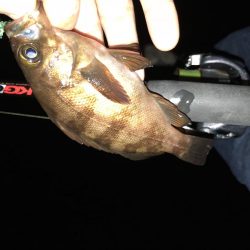 まだまだまだまだメバリング