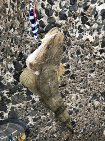 夕方ショアジギング