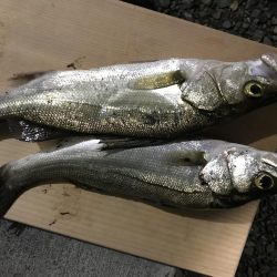 シーバスのウキ釣り VOL.2