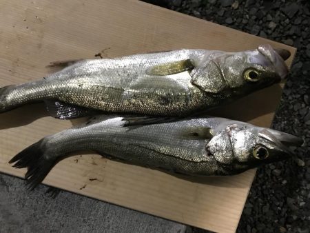 シーバスのウキ釣り VOL.2