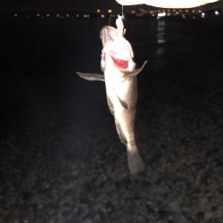 雷からのメバリング&アジング