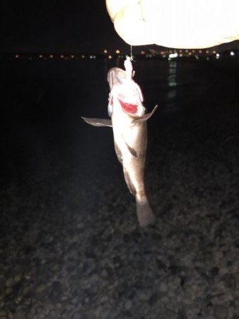 雷からのメバリング&アジング