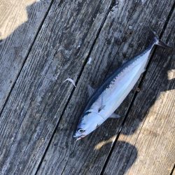 きらがわ漁場にて