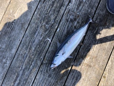 きらがわ漁場にて