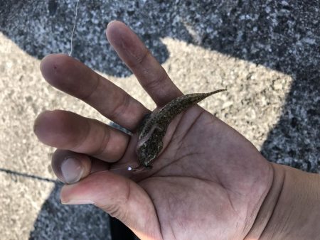 息子と休日釣行