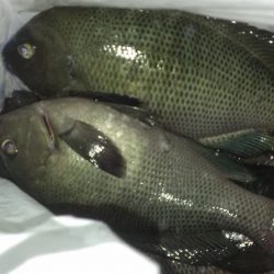 アオイソメがまた残ったので