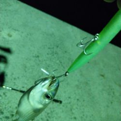 シーバスが留守中。