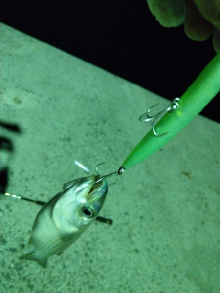 シーバスが留守中。