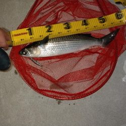 シンペンで釣れたもの!