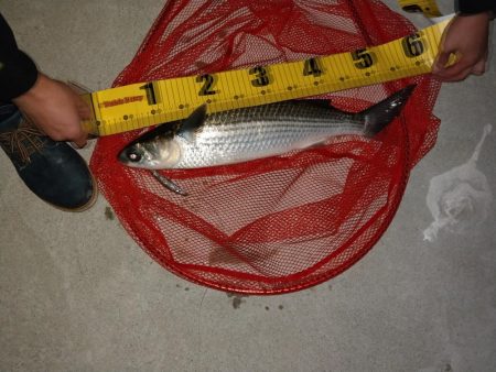 シンペンで釣れたもの!