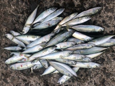 豆サバ、小サバ