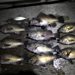 久々のメバリング