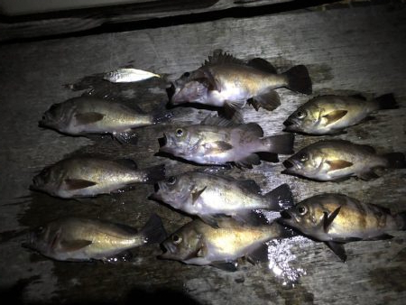 久々のメバリング