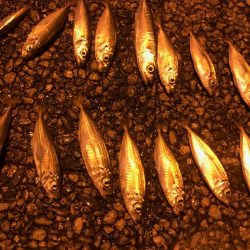 マジアジサビキ